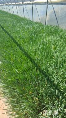 高度30厘米紫娇花