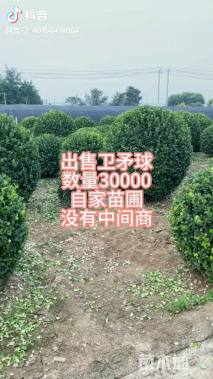 10公分高杆卫矛球