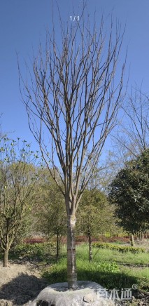 20公分榉树