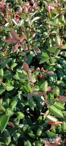 12公分红叶石楠