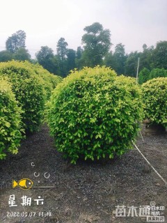 冠幅100厘米黄榕球