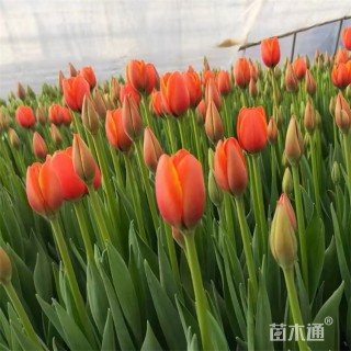 高度17厘米郁金香