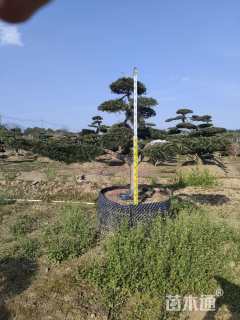 容器苗造型罗汉松