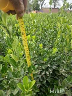 高度50厘米大叶黄杨