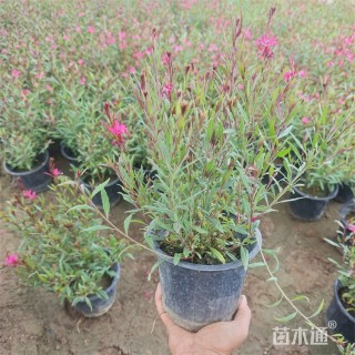 高度40厘米千鸟花