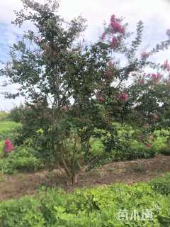 高度300厘米丛生紫薇