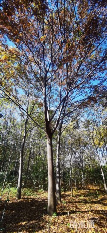 冠幅450厘米红叶石楠球