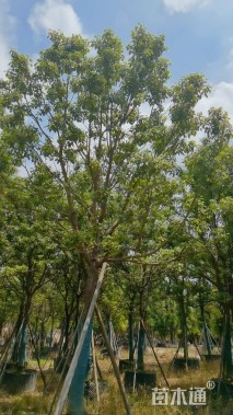 10公分香樟