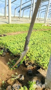 高度15厘米红花酢浆草