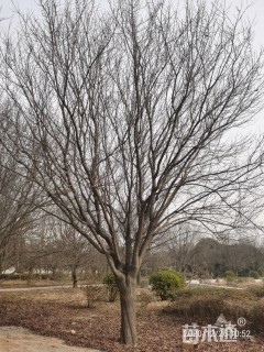 高度500厘米密枝红叶李