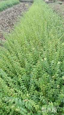 高度50厘米小叶女贞