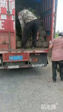 高度120厘米南天竹