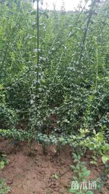 高度50厘米迎春花