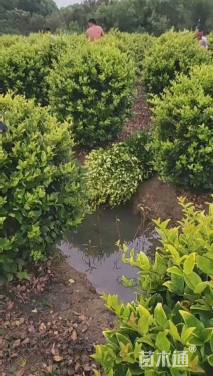 冠幅150厘米金森女贞球