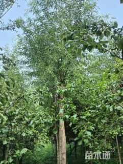 28公分朴树
