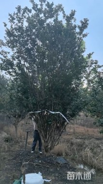 高度300厘米丛生紫薇