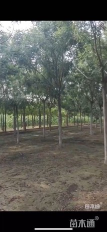 12公分栾树