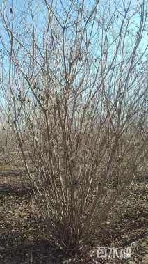 高度350厘米丛生黄栌