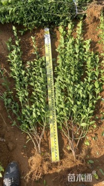 高度120厘米大叶黄杨