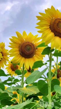 观赏向日葵  大型向日葵  彩色向日葵   迷你向日葵  玩具熊向日葵等向日葵种子