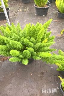 高度40厘米狐尾天门冬