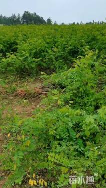 高度60厘米刺槐小苗