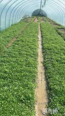 高度20厘米马鞭草