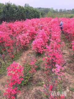 高度100厘米映山红