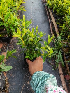 高度30厘米毛鹃