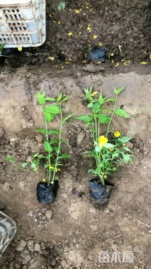 高度30厘米棣棠