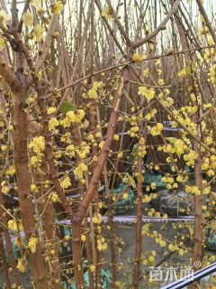 高度1500厘米蜡梅