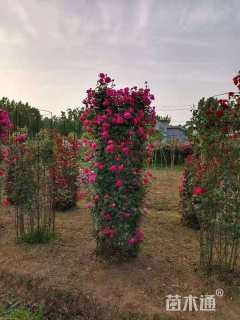 80公分造型月季