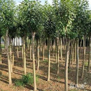 20公分大叶女贞