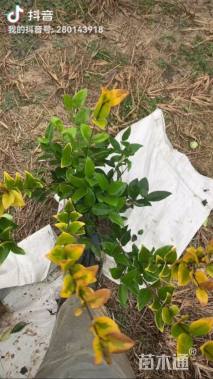 高度45厘米金森女贞