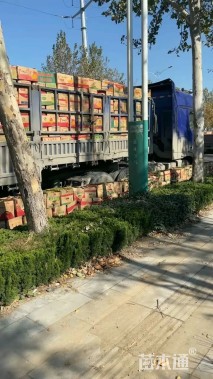 高度50厘米狐尾天门冬