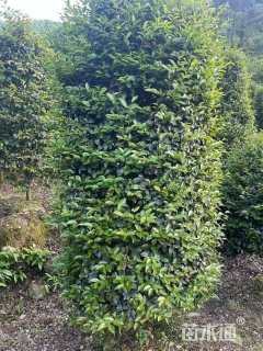 高度150厘米茶梅柱