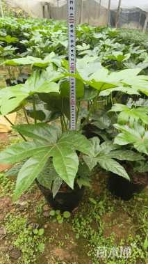 高度50厘米八角金盘