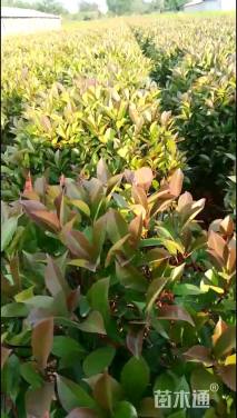 冠幅60厘米红叶石楠球