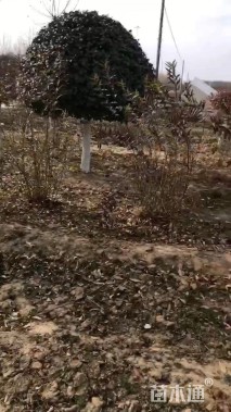 高度180厘米连翘