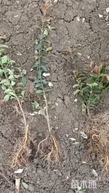 高度30厘米卫矛