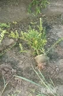 高度30厘米龟甲冬青小苗