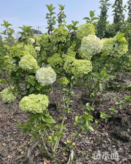 高度120厘米中华木绣球