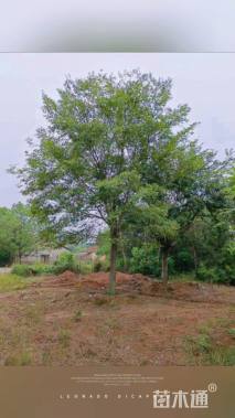 15公分朴树