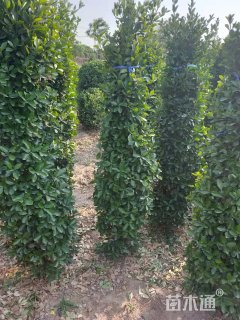 高度120厘米大叶黄杨柱