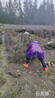 高度60厘米川柏
