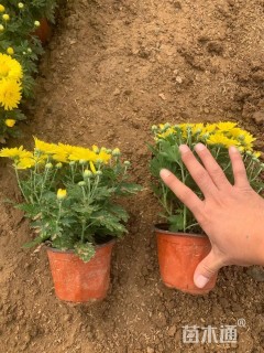 高度15厘米国庆菊