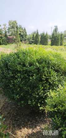 冠幅80厘米小叶黄杨球