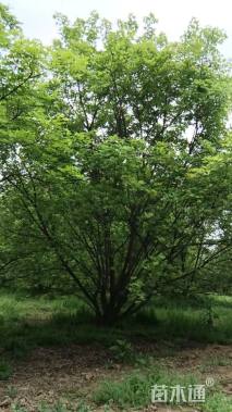 高度700厘米丛生五角枫