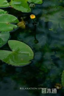 高度30厘米萍蓬草