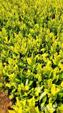 高度30厘米金森女贞